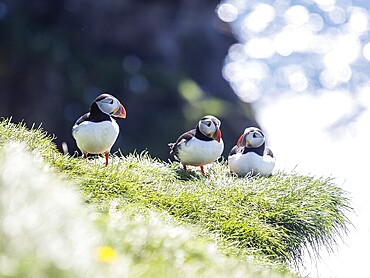 Puffin (Fratercula arctica) on a rocky cliff, Heimaey Island, Westman Islands, Iceland