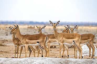 Herd of impala (Aepyceros melampus) at a waterhole, black heeler antelope, female, Nxai Pan National Park, Botswana
