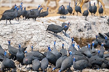 Helmeted guinea fowl (Numida meleagris), flock at the waterhole, Nxai Pan National Park, Botswana