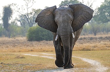 African elephant (Loxodonta africana), adult, Okavango Delta, Moremi Game Reserve, Botswana