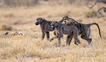 Bear baboons (Papio ursinus) young on the back of the mother, foraging, Third Bridge, Okavango Delta, Moremi Game Reserve, Botswana