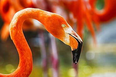 American flamingo, Phoenicopterus ruber, group of birds