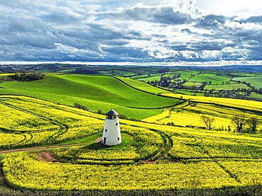 Rapeseed fields and Farms over Devon Windmill from a drone, Torquay, Devon, England, United Kingdom