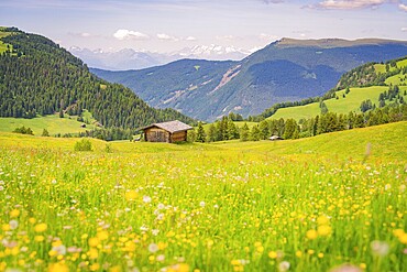 Hut stands in front of a colourful flower meadow in a picturesque mountain landscape, Alpe di Siusi, Dolomites, South Tyrol, Italy