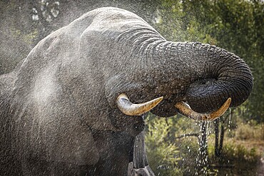 African elephant (Loxodonta africana) drinking, portrait, Manyeleti Game Reserve, South Africa