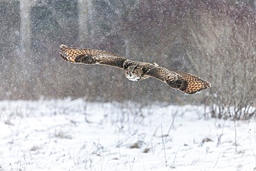 A captive Eurasian eagle owl (Bubo Bubo) at bird of prey nature reserve in winter with snow on the ground an gently falling