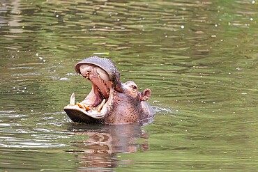 An adult male hippopotamus (Hippopotamus amphibius) shows aggression and defends its territory