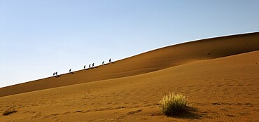 Dune, Sossusvlei, Namib-Naukluft National Park, Namibia, Africa