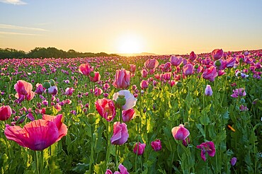 Opium poppy (Papaver somniferum), pink poppies in a soft sunrise and a peaceful natural atmosphere, summer, Germerode, Geo nature park Park Frau-Holle-Land, Hoher Meissner, Hesse, Germany