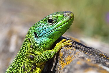 Western green lizard, Lacerta bilineata