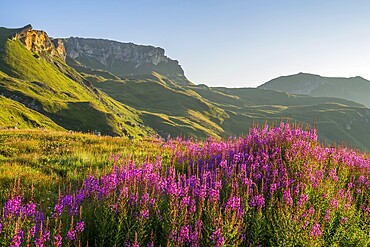 Fireweed (Chamaenerion angustifolium) blooming at sunrise in the Mountains at Hochalpenstraße, view from Fuscher Lacke, Pinzgau, Salzburg, Austria