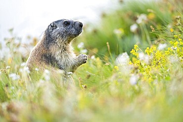 Alpine marmot (Marmota marmota) in autumn, Grossglockner, High Tauern National Park, Austria