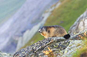 Alpine marmot (Marmota marmota) in autumn, Grossglockner, High Tauern National Park, Austria