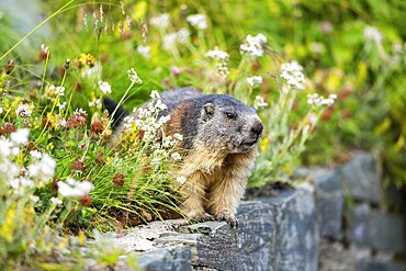 Alpine marmot (Marmota marmota) in autumn, Grossglockner, High Tauern National Park, Austria