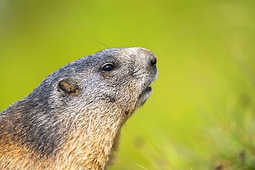 Alpine marmot (Marmota marmota) in autumn, Grossglockner, High Tauern National Park, Austria