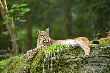 Eurasian lynx (Lynx lynx) on a rock, Austria