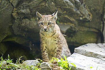 Eurasian lynx (Lynx lynx) youngster, Bavaria, Germany