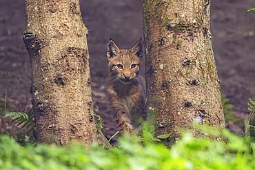 Eurasian lynx (Lynx lynx) youngster in a forest, Austria