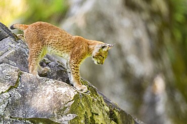 Eurasian lynx (Lynx lynx) youngster climbing on a rock, Bavaria, Germany