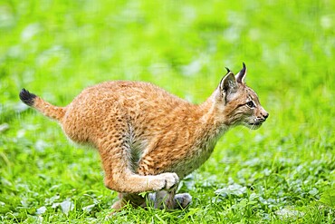 Eurasian lynx (Lynx lynx) youngster running on a meadow, Austria