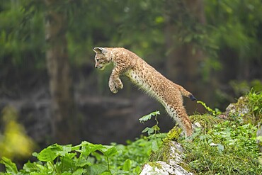 Eurasian lynx (Lynx lynx) youngster jumping in the air, Bavaria, Germany