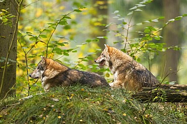Eurasian wolf (Canis lupus lupus) sitting in a forest in autumn, Germany