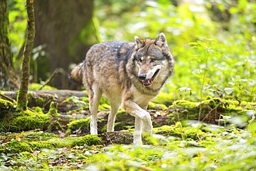 Eurasian wolf (Canis lupus lupus) walking in a forest in autumn, Germany