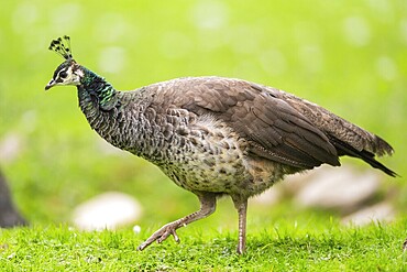 Indian peafowl (Pavo cristatus) walking on a meadow, Bavaria, Germany