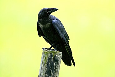 Raven (Corvus corax), adult, in summer, perch, vigilant, Šumava, Czech Republic