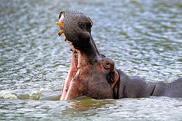 Hippopotamus (Hippopatamus amphibius), adult, in water, yawning, threatening, portrait, Kruger, Kruger National Park, South Africa
