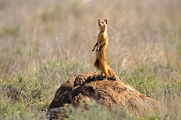 Fox mongoose (Cynictis penicillata), adult, standing upright, alert, on termite mound, Mountain Zebra National Park, Eastern Cape, South Africa