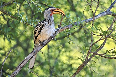 Southern Yellow-billed Hornbill (Tockus leucomelas), Red-ringed Hornbill, adult, on tree, alert, Kruger, Kruger National Park, South Africa