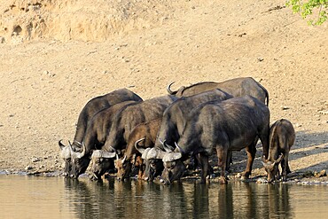 Cape buffalo (Syncerus caffer), adult, young animal, drinking, water, herd, Kruger, Kruger National Park, South Africa