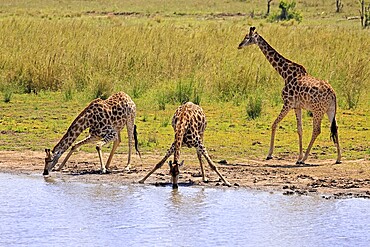 Cape giraffe (Giraffa camelopardalis giraffa), adult, three, water, drinking, Kruger, Kruger National Park, South Africa