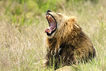 Lion (Panthera leo), male, portrait, yawning, Kruger, Kruger National Park, South Africa