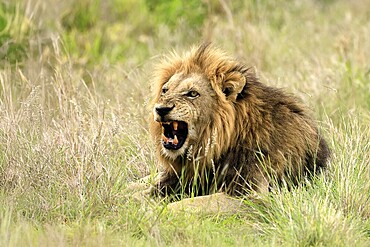 Lion (Panthera leo), male, portrait, yawning, Kruger, Kruger National Park, South Africa