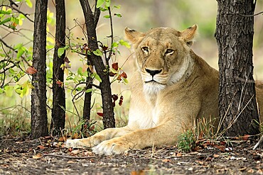 Lion (Panthera leo), female, portrait, alert, sitting, Kruger, Kruger National Park, South Africa