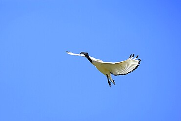 Pharaoh ibis (Threskiornis aethiopicus), adult, flying, Table Mountain National Park, Western Cape, South Africa