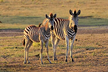 Burchell's zebra (Equus quagga burchelli), Burchell's zebra, adult, half-grown juvenile, two animals, Kruger, Kruger National Park, South Africa