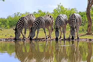 Burchell's zebra (Equus quagga burchelli), Burchell's zebra, adult, group, at water, waterhole, drinking, Kruger, Kruger National Park, South Africa