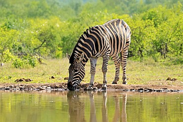 Burchell's zebra (Equus quagga burchelli), Burchell's zebra, adult, at the water, waterhole, drinking, Kruger, Kruger National Park, South Africa
