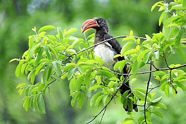 South African crowned hornbill (Lophoceros alboterminatus suahelicus), adult, on tree, alert, Kruger, Kruger National Park, South Africa