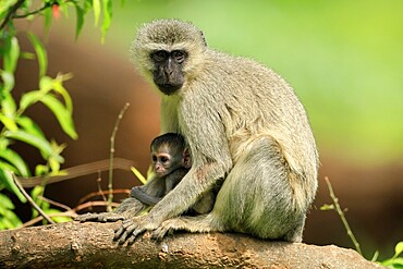 Vervet Monkey (Chlorocebus pygerythrus), mother, female, adult, kitten, baby, together, sheltered, sitting, tree trunk, Kruger, Kruger National Park, South Africa