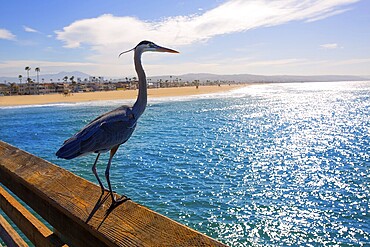 Great blue Heron Ardea cinerea in Newport pier California USA