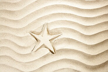 Beach starfish printed over white caribbean sand such a summer vacation symbol
