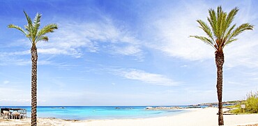 Els Pujols formentera beach with turquoise water and palm trees in balearic islands