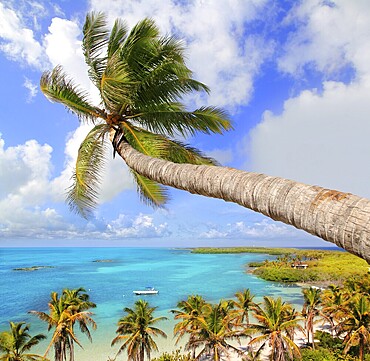 Palm tree in tropical perfect beach at Cancun