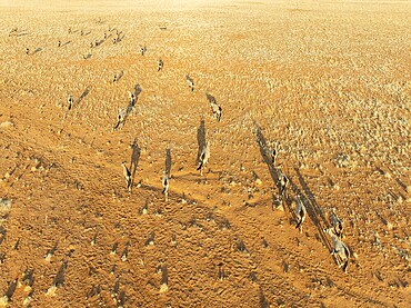Gemsbok (Oryx gazella). Roaming an arid plain at the edge of the Namib Desert. Aerial view. Drone shot. Namibia
