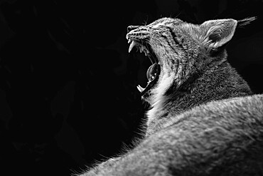 A big cat yawns in an expressive black and white photograph, Lynx in Poing Wildlife Park, Bavaria, Germany