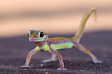 Palmato gecko (Pachydactylus rangei), Namib Desert, Namibia